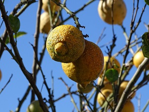 Lemons on lemon tree