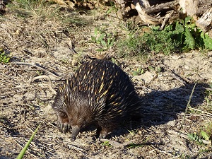 Echidna