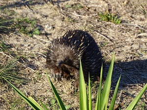 Echidna