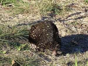 Echidna