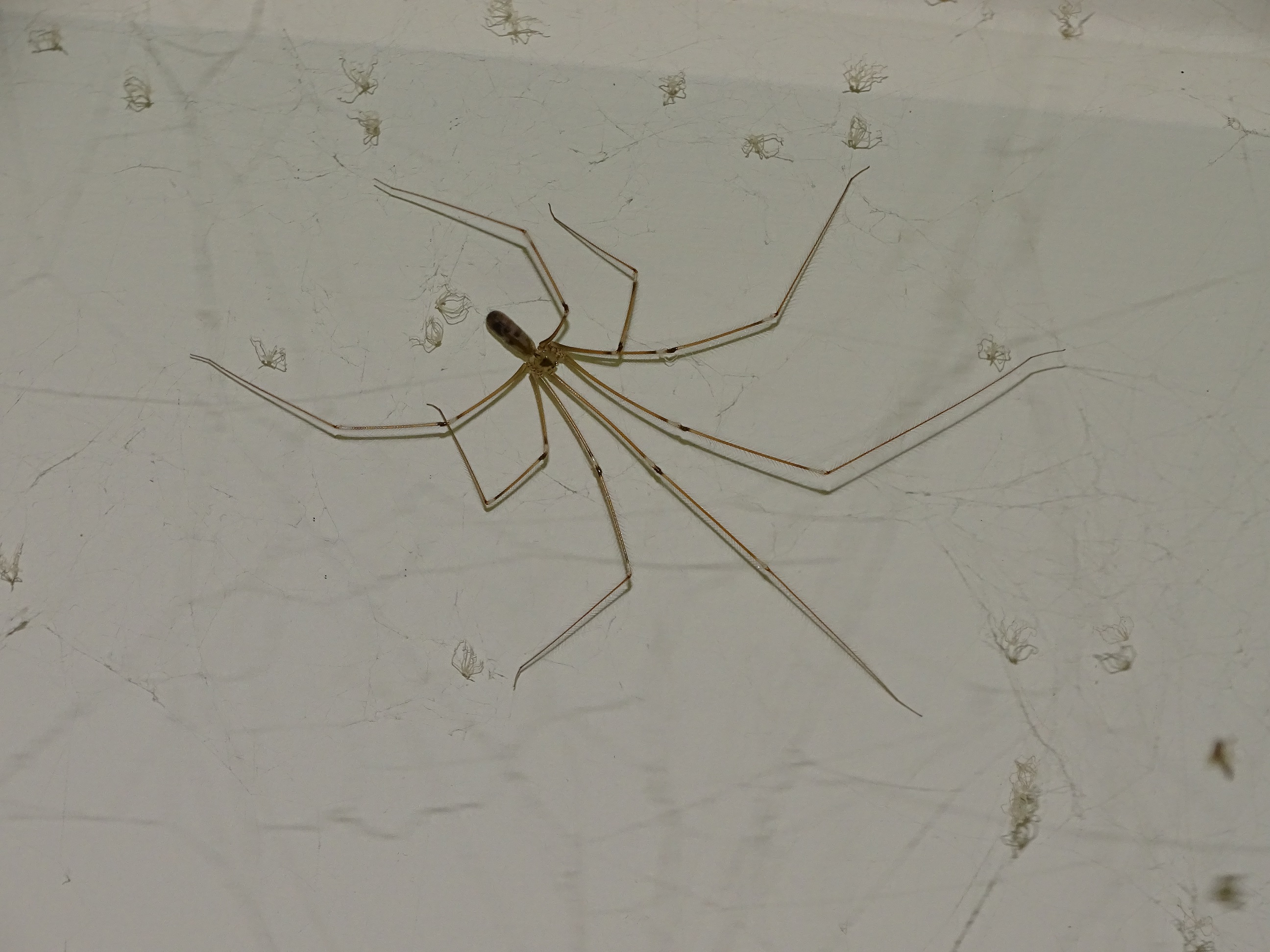 cellar spider vs daddy long legs cellar spider vs daddy long legs