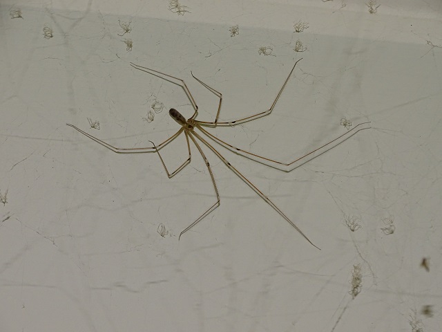 Daddy Long Legs Spider