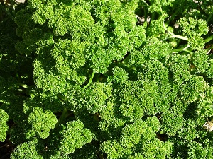 Curly Leaf Parsley Plant