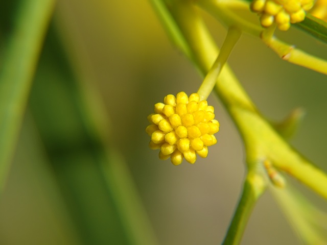 Golden Wreath Wattle Flower Bud