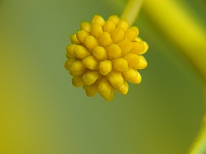 Golden Wreath Wattle Flower Bud