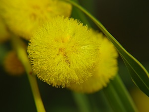 Golden Wreath Wattle Flower