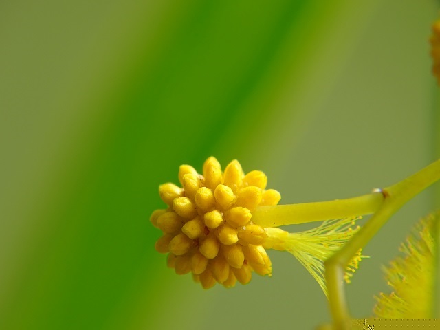 Golden Wreath Wattle Flower Bud