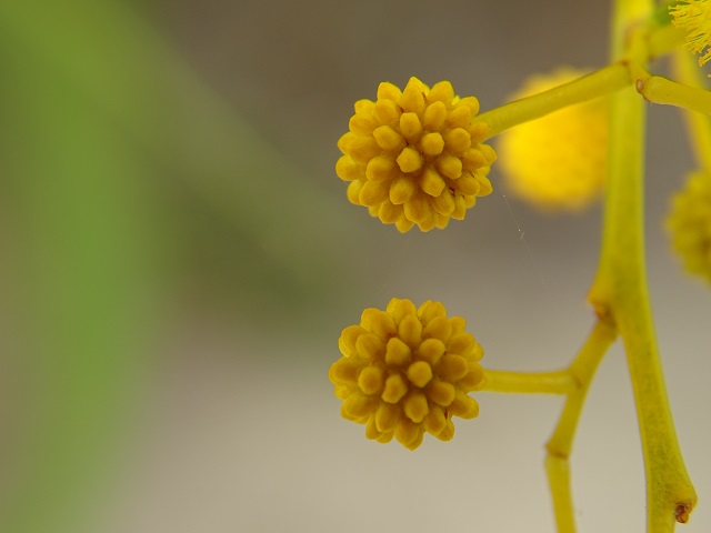 Golden Wreath Wattle Flower Buds