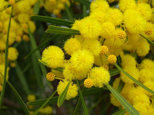 Golden Wreath Wattle Flowers