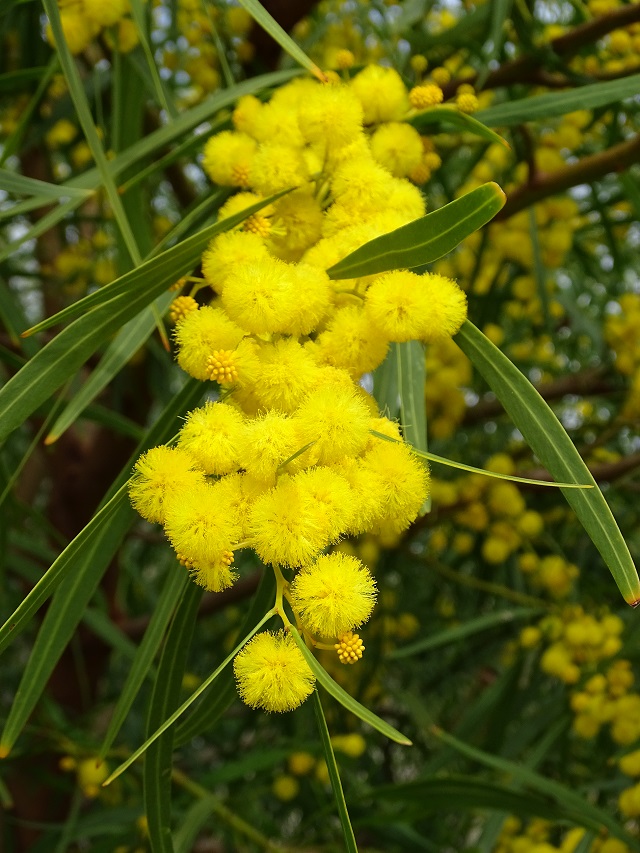 Golden Wreath Wattle Flowers