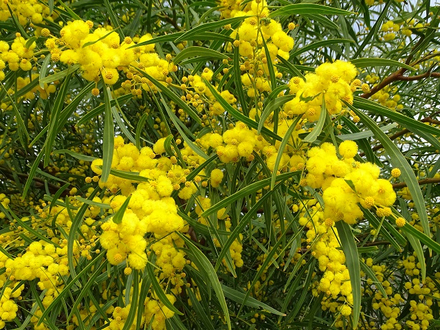 Golden Wreath Wattle Flowers