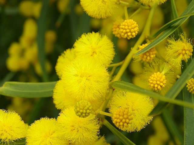 Golden Wreath Wattle Flowers