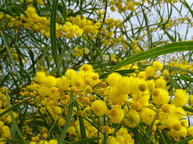 Golden Wreath Wattle Flowers