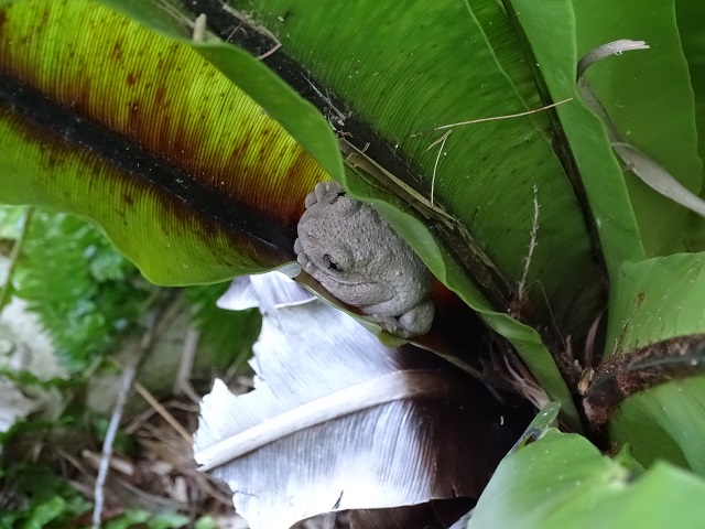 Tyler's Tree Frog