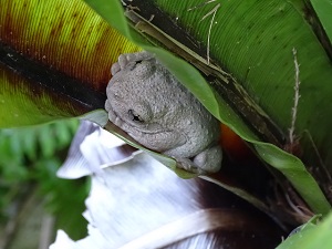 Tyler's Tree Frog