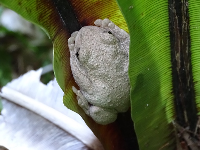 Tyler's Tree Frog