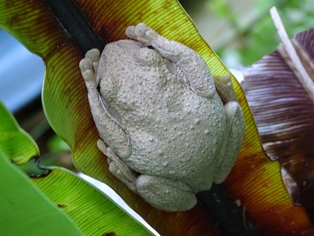 Tyler's Tree Frog