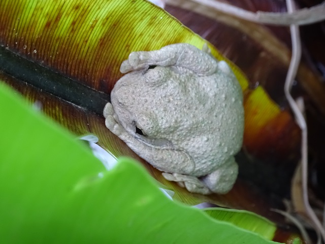 Tyler's Tree Frog