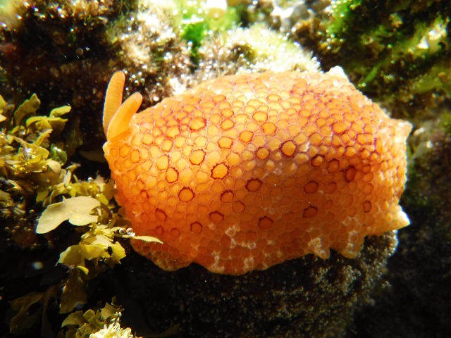 Sea Hare Underwater