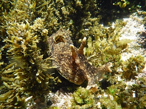 Sea Hare Underwater