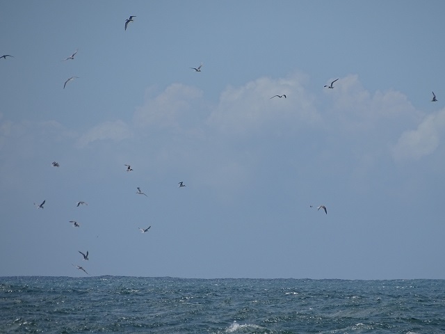Flock of Common Terns Fly Over the Ocean