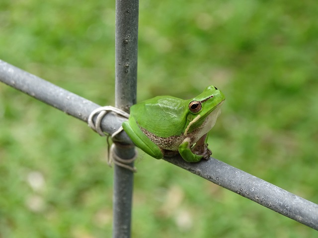 Eastern Dwarf Tree Frog