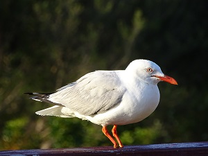 Stumps the Seagull with No Feet