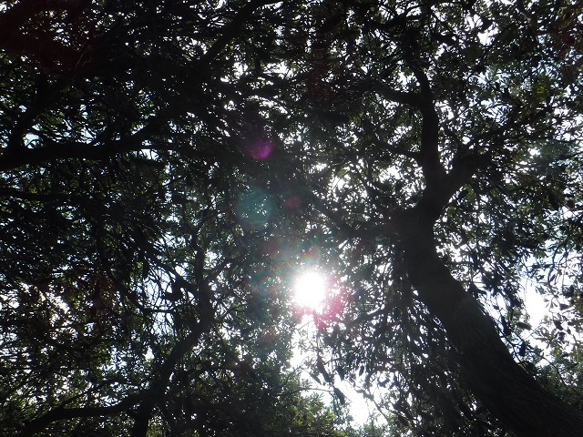 Sunshine through Banksia Trees