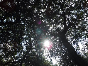 Sunshine through Banksia Trees