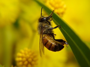 Honey Bee on Wattle