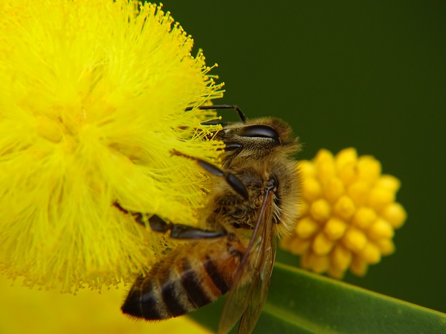 Honey Bee on Wattle