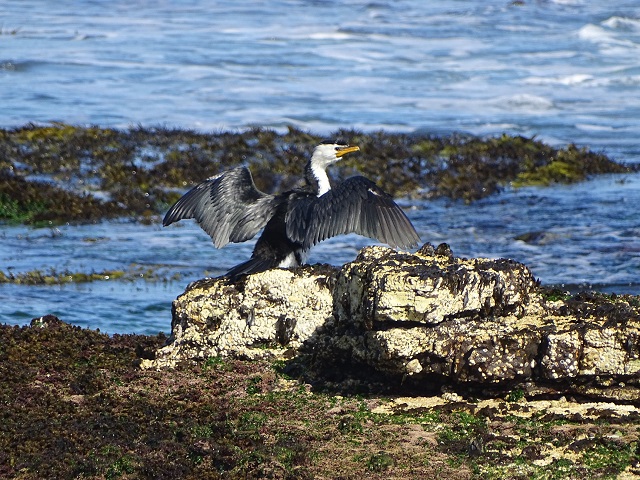 Little Pied Cormorant