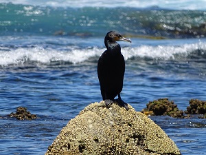 Black Cormorant