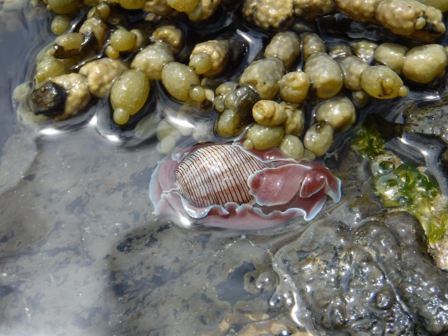 Nudibranch; Striped Paper Bubble