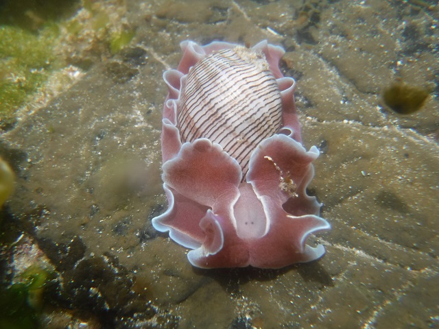 Nudibranch; Striped Paper Bubble