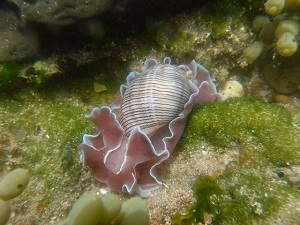 Nudibranch; Striped Paper Bubble