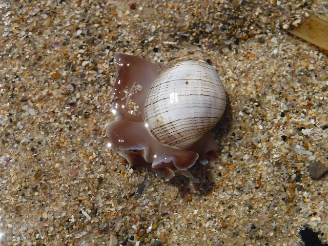 Nudibranch; Striped Paper Bubble