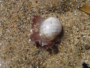 Nudibranch; Striped Paper Bubble