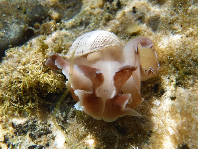 Nudibranch; Striped Paper Bubble