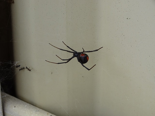 Redback Spider