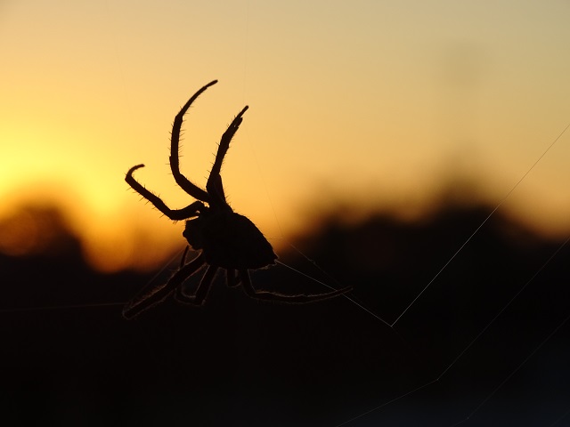 Spider Silhouette at Sunset