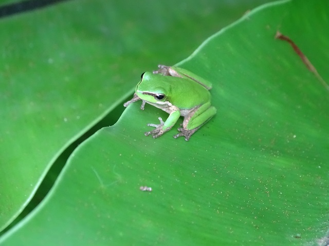 Eastern Dwarf Tree Frog