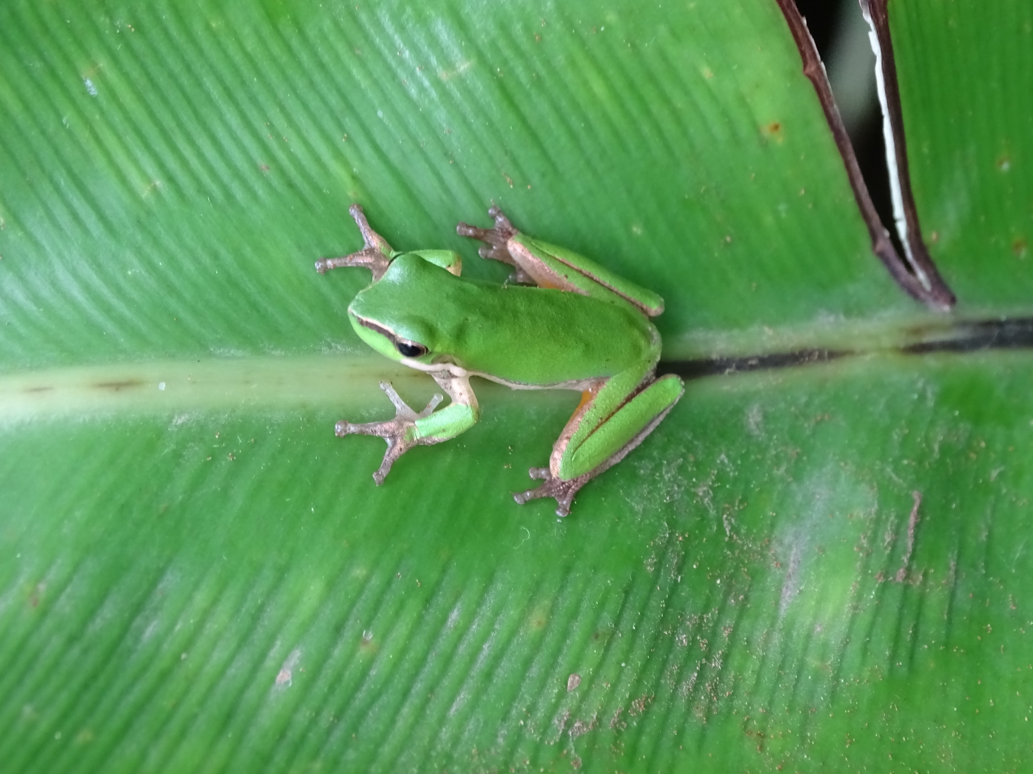 Eastern Dwarf Tree Frog Litoria Fallax Eastern Sedge Frog Uthinki