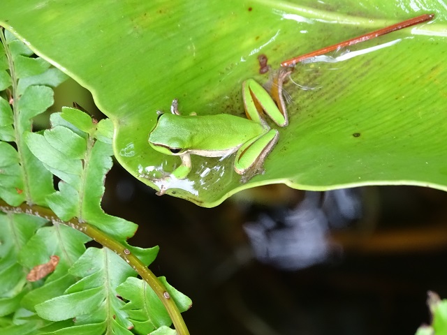 Eastern Dwarf Tree Frog