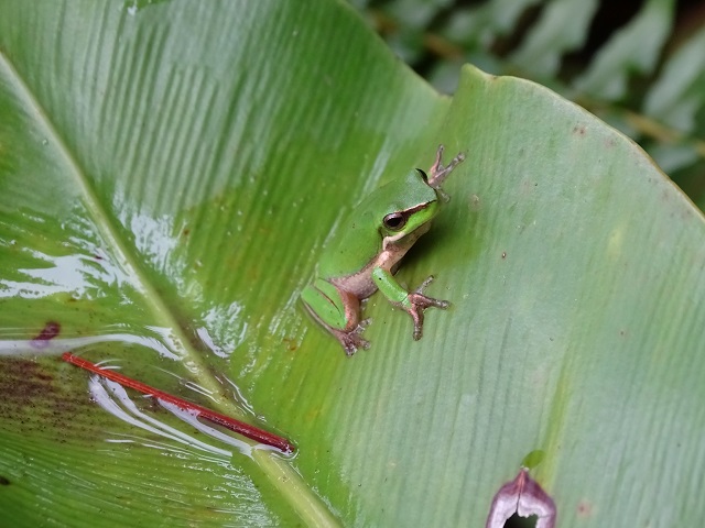 Eastern Dwarf Tree Frog