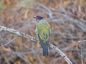 Australasian Figbird in the Rain