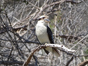 Kookaburra