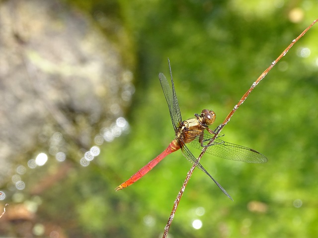 Dragonfly