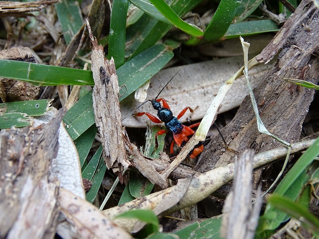 Assassin Bug