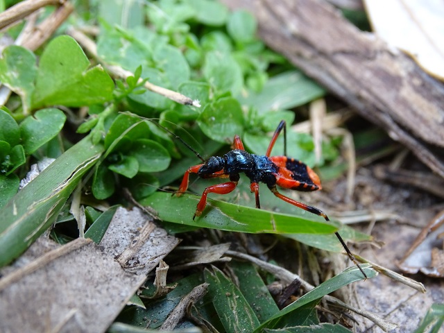 Assassin Bug